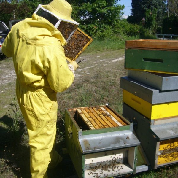 apicoltura-gallato-apiariocollieuganei_20121114_2072708214-scaled copia